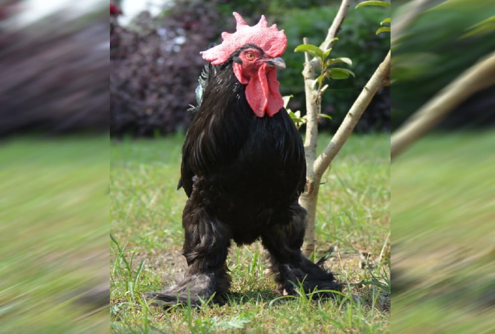 Pantnagar University uttara declared first Poultry breed of state 