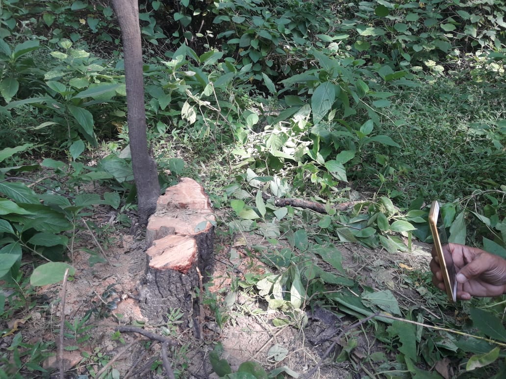 Sandal tree cut and stolen from BHU campus