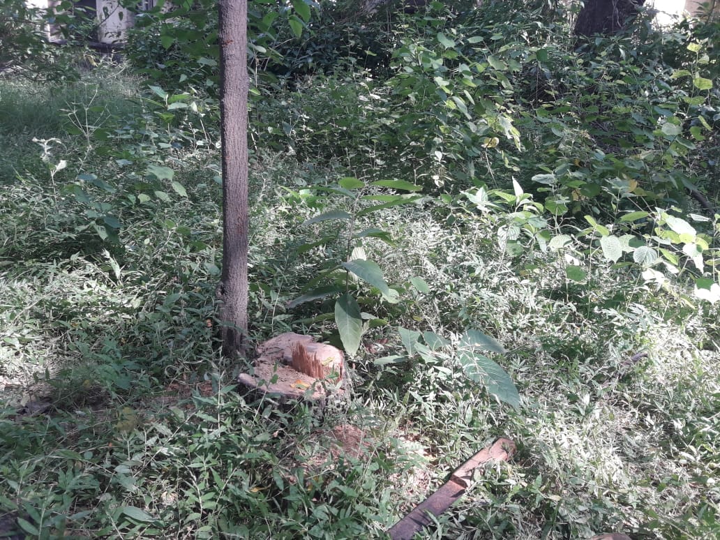 Sandal tree cut and stolen from BHU campus