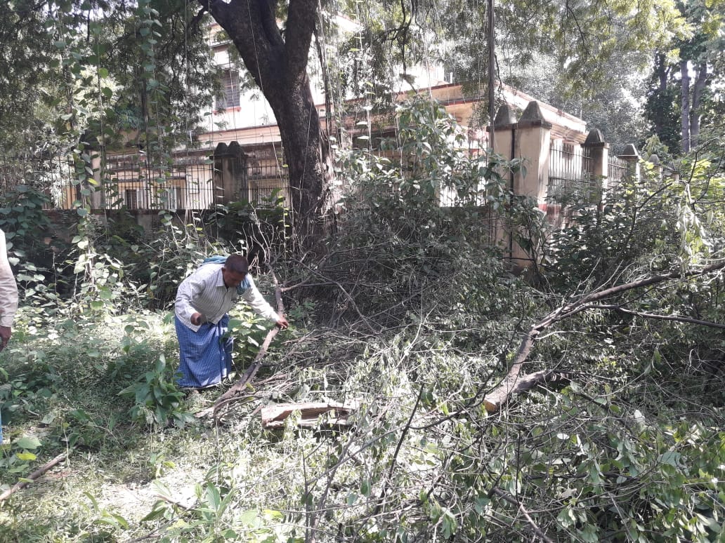 Sandal tree cut and stolen from BHU campus