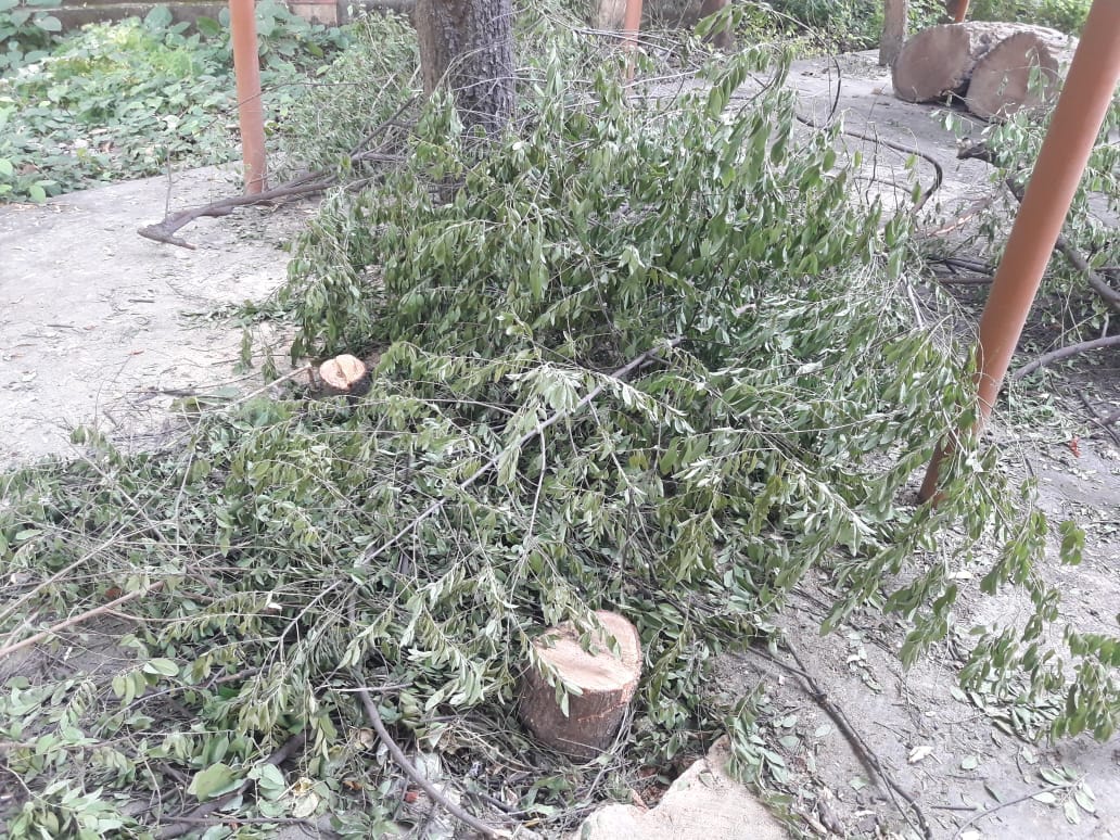 Sandal tree cut and stolen from BHU campus