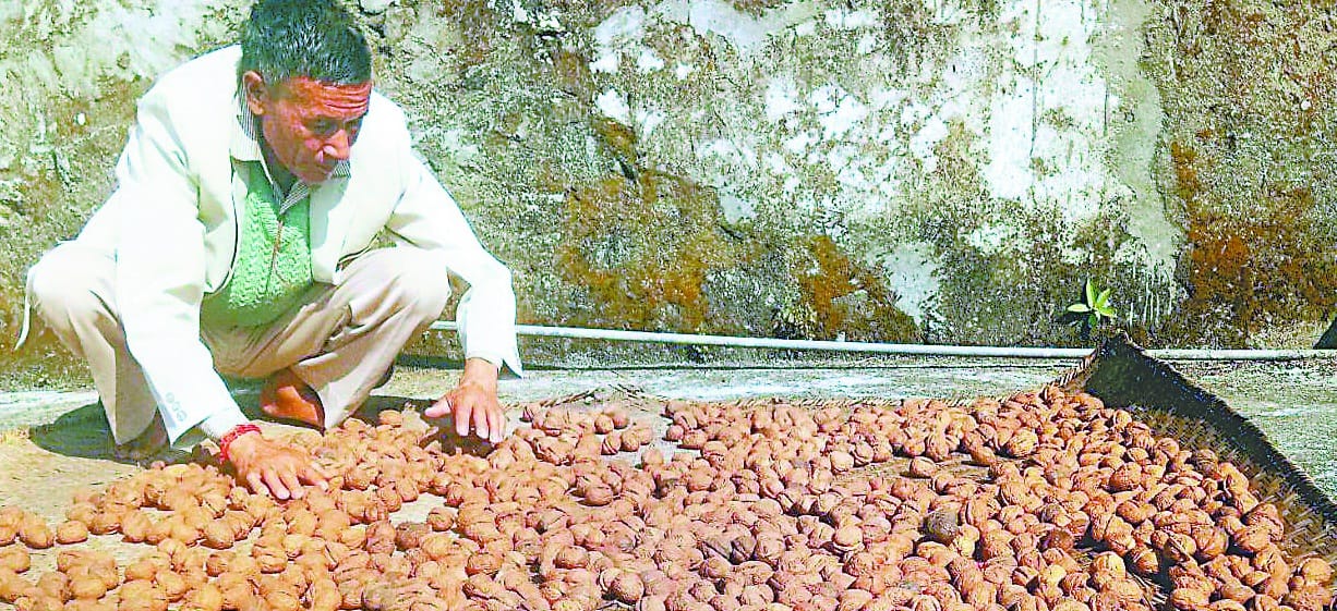 maado singh's walnuts reached chandigarh