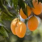 अल्फांसो आम