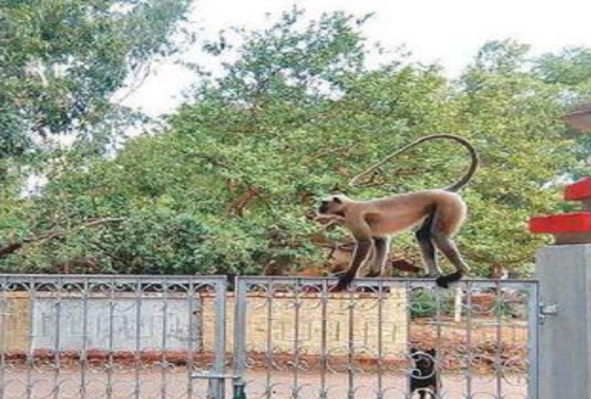 Video being viral of a monkey who is driving a bus