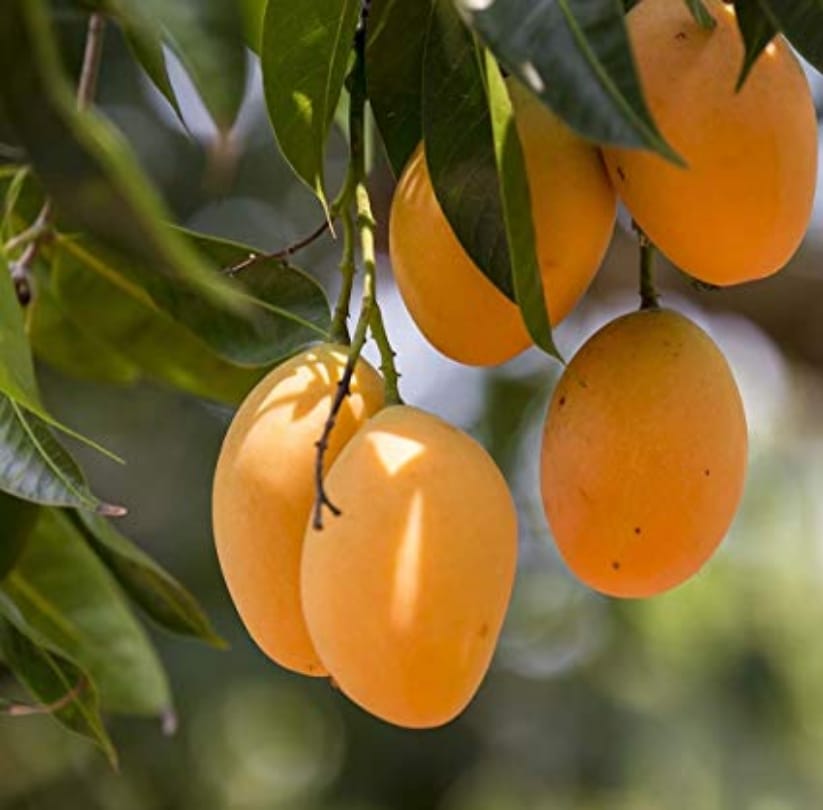 maharshtra konkan 'alfanso' mangoes are real,banarasi sari,Darjeeling tea got GI tag