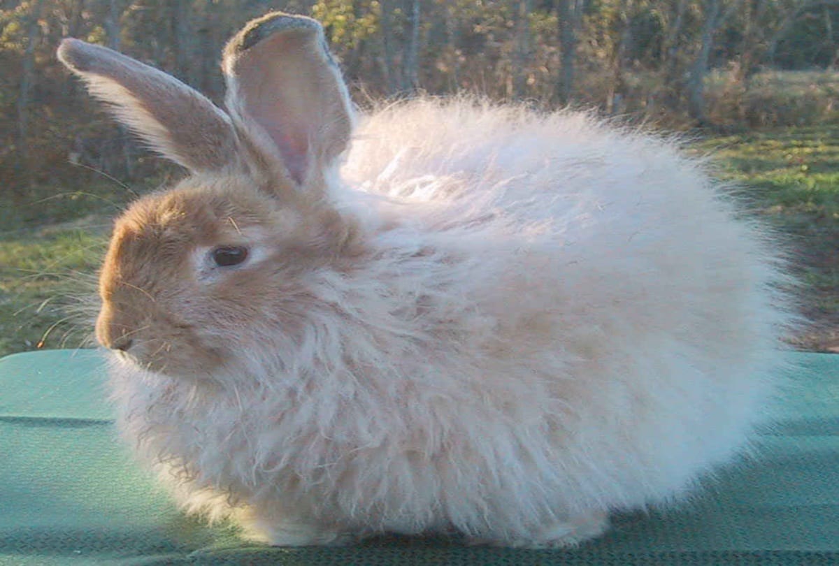 ban lifted from Angora rearing in himachal