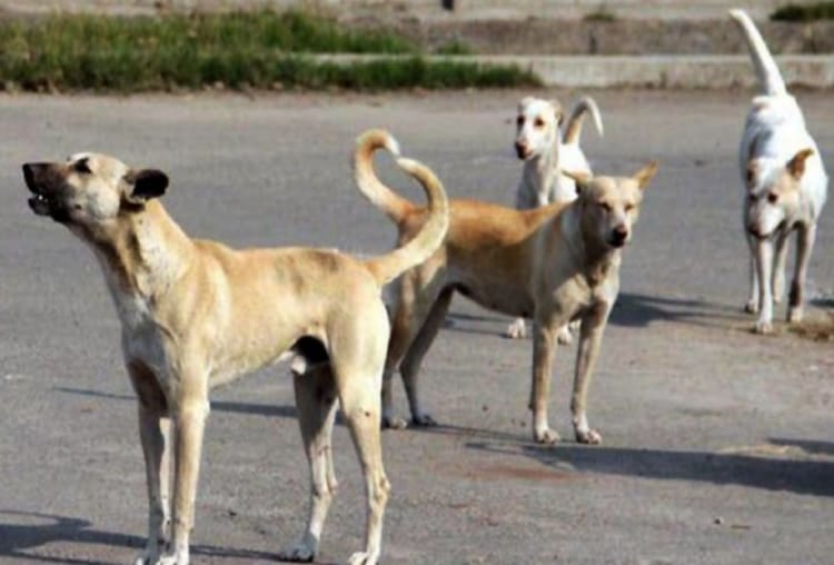 lucknow police asked for help from municipal corporation