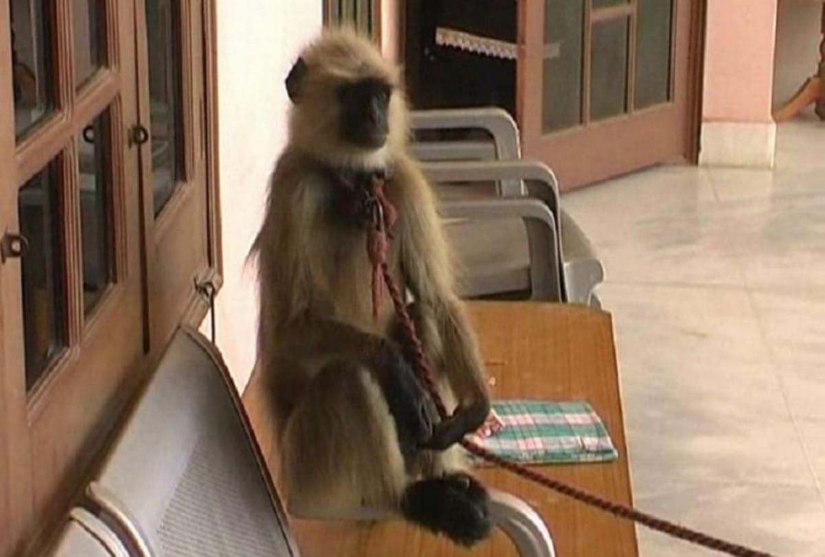 Video being viral of a monkey who is driving a bus