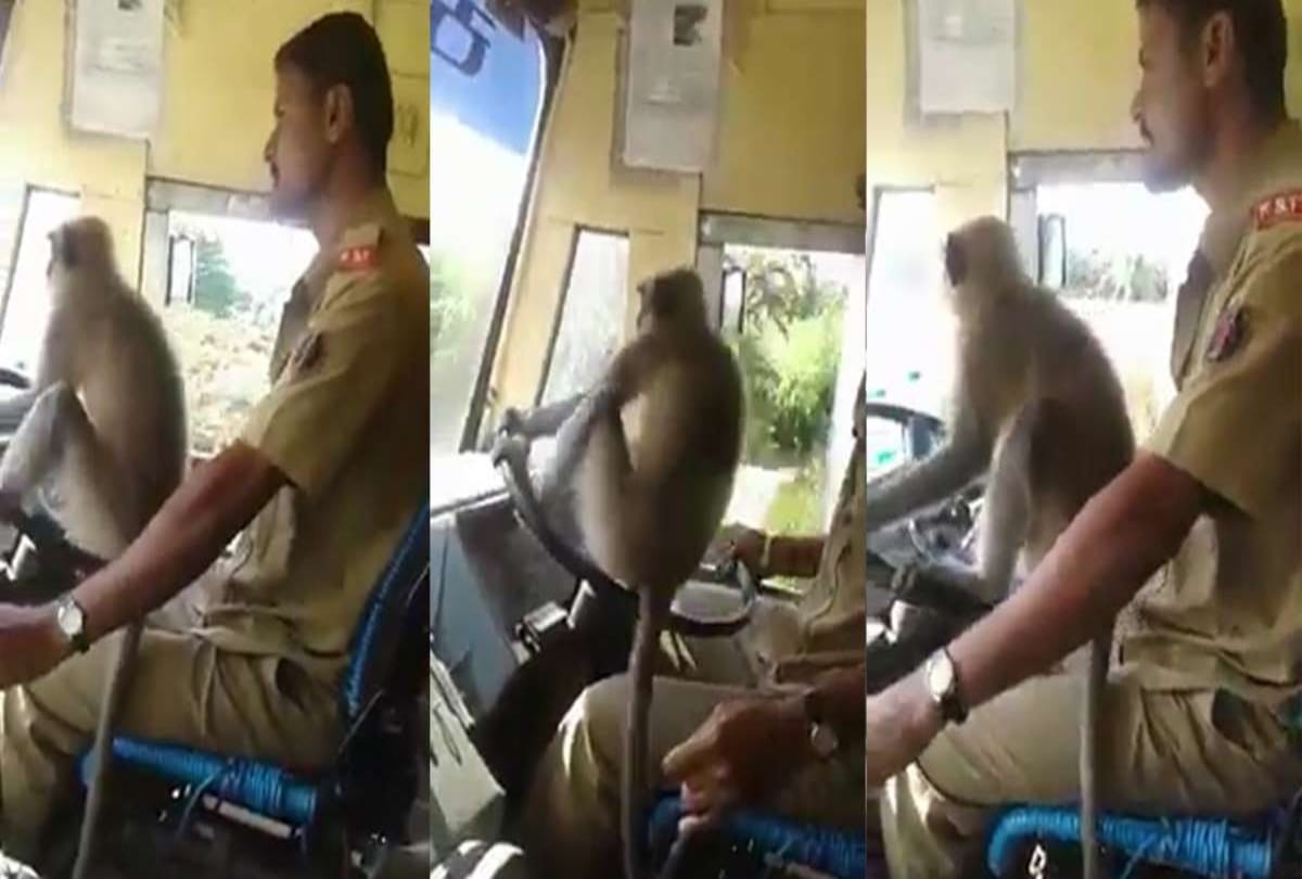 Video being viral of a monkey who is driving a bus
