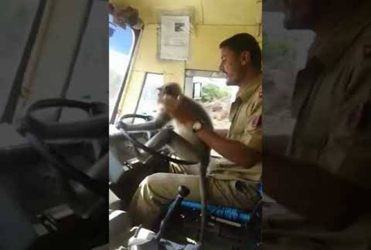 Video being viral of a monkey who is driving a bus