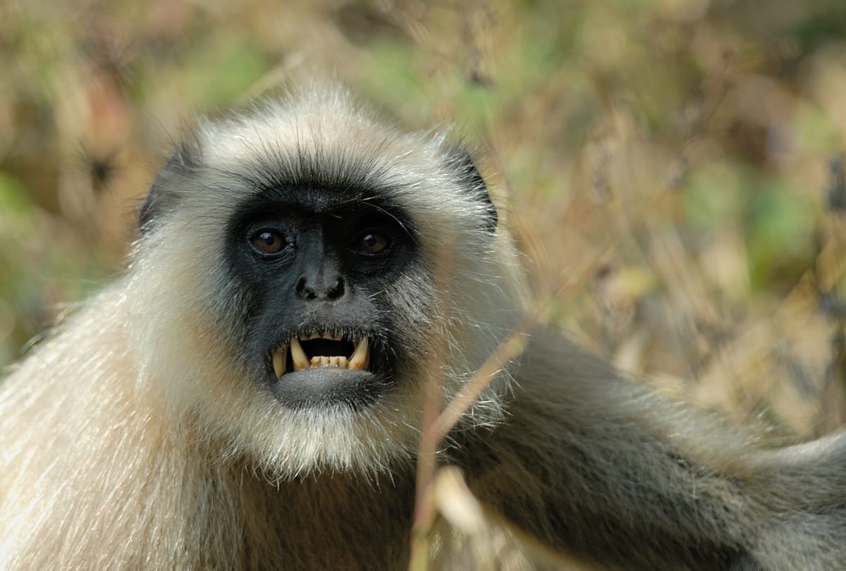 Video being viral of a monkey who is driving a bus