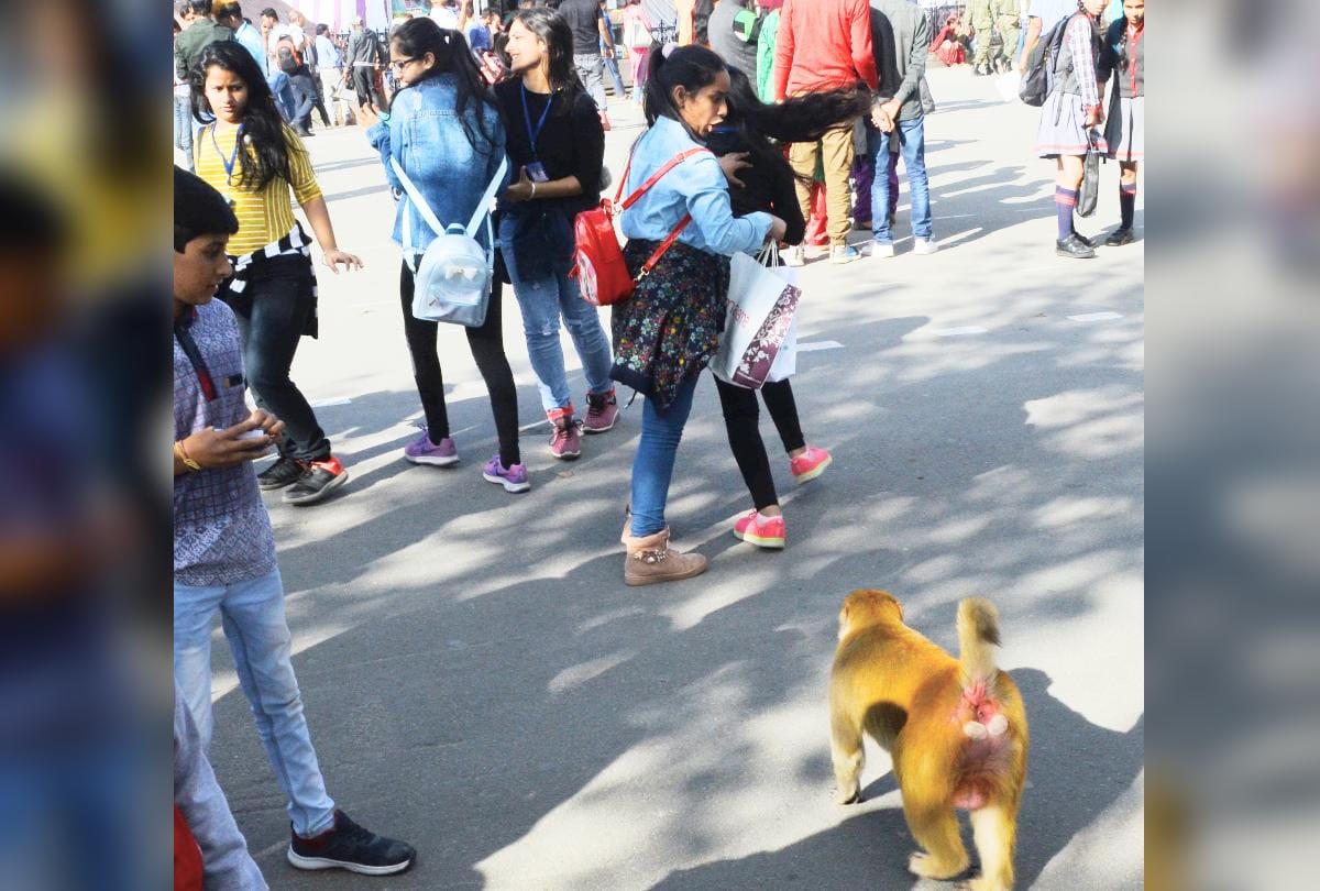 Himachal govt planning Monkey sanctuary in shimla