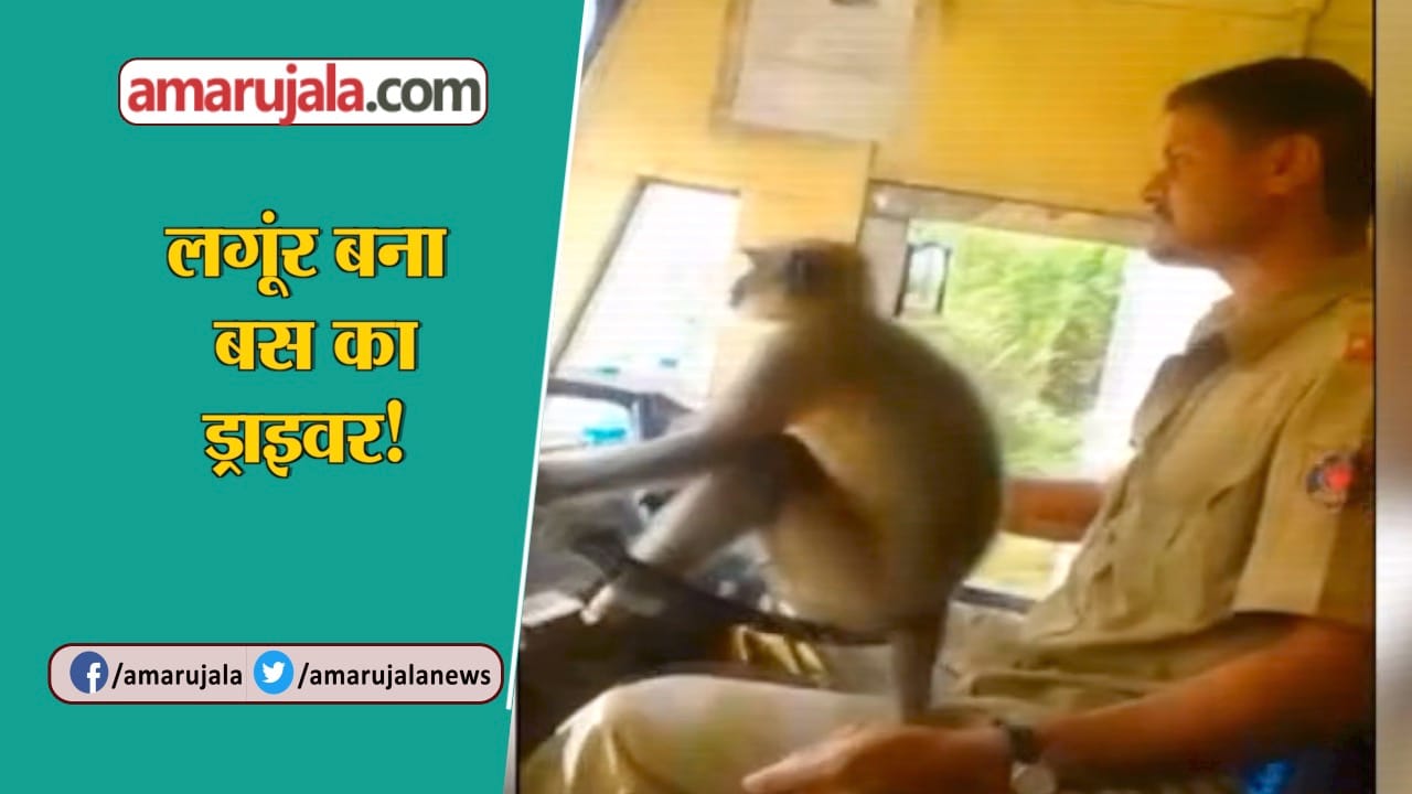 बंदर