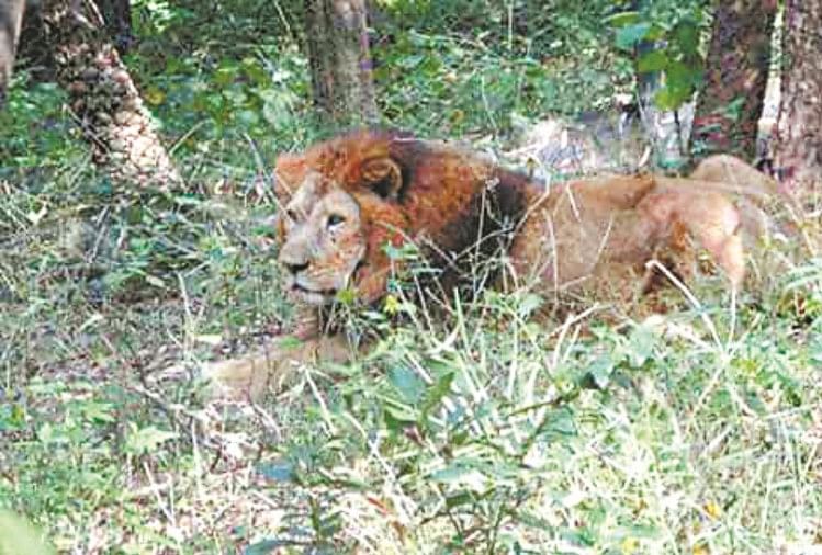 lion safari renuka ji photos