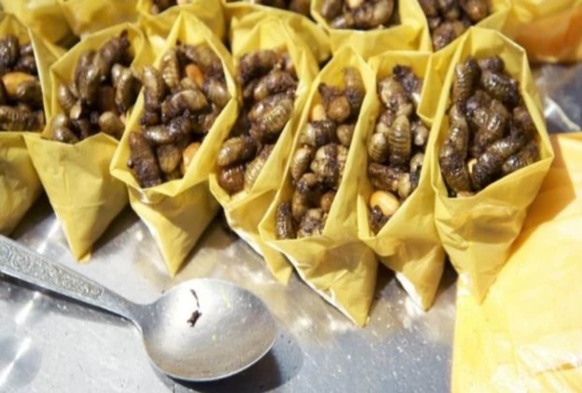 Cockroach bread which contains the most protein