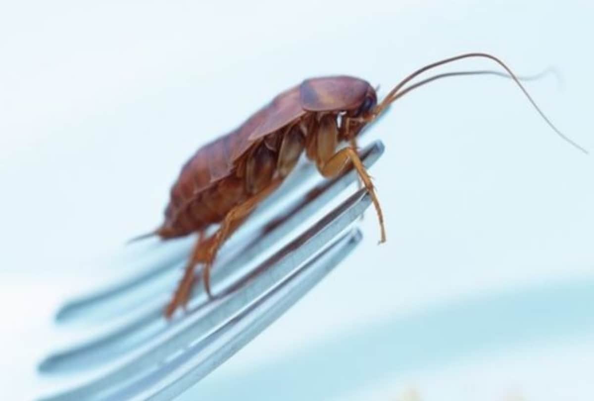 Cockroach bread which contains the most protein