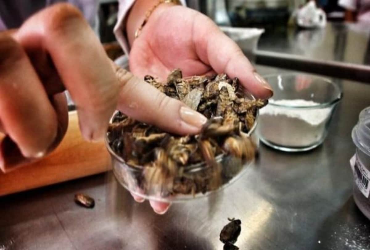 Cockroach bread which contains the most protein