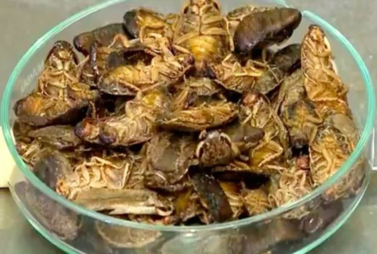 Cockroach bread which contains the most protein