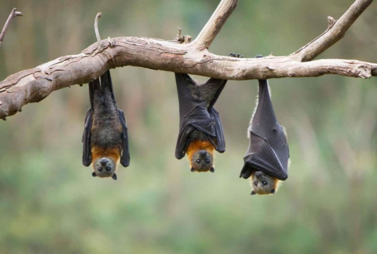 How can be bats just live by drinking blood