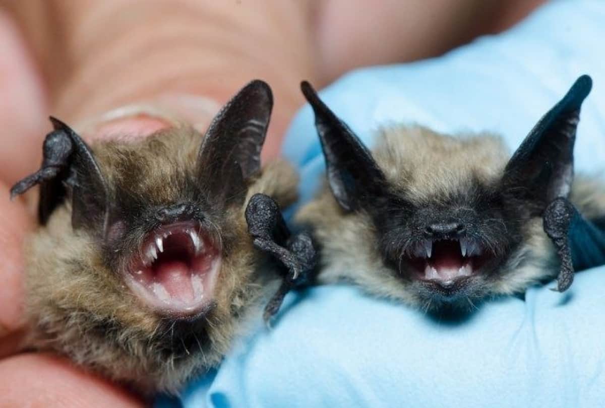 How can be bats just live by drinking blood