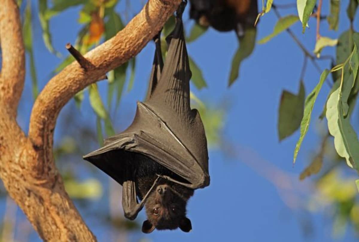 How can be bats just live by drinking blood