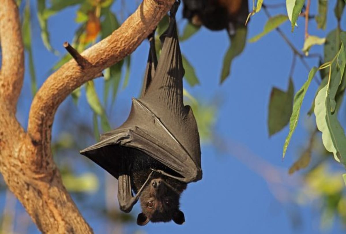 How can be bats just live by drinking blood