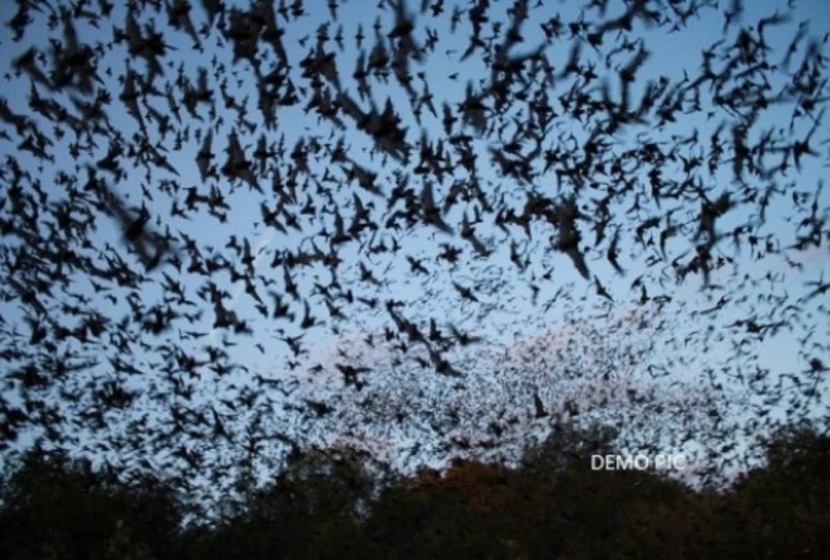 How can be bats just live by drinking blood