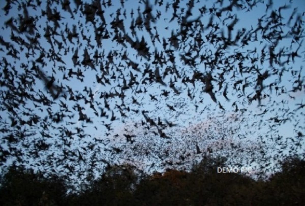 How can be bats just live by drinking blood