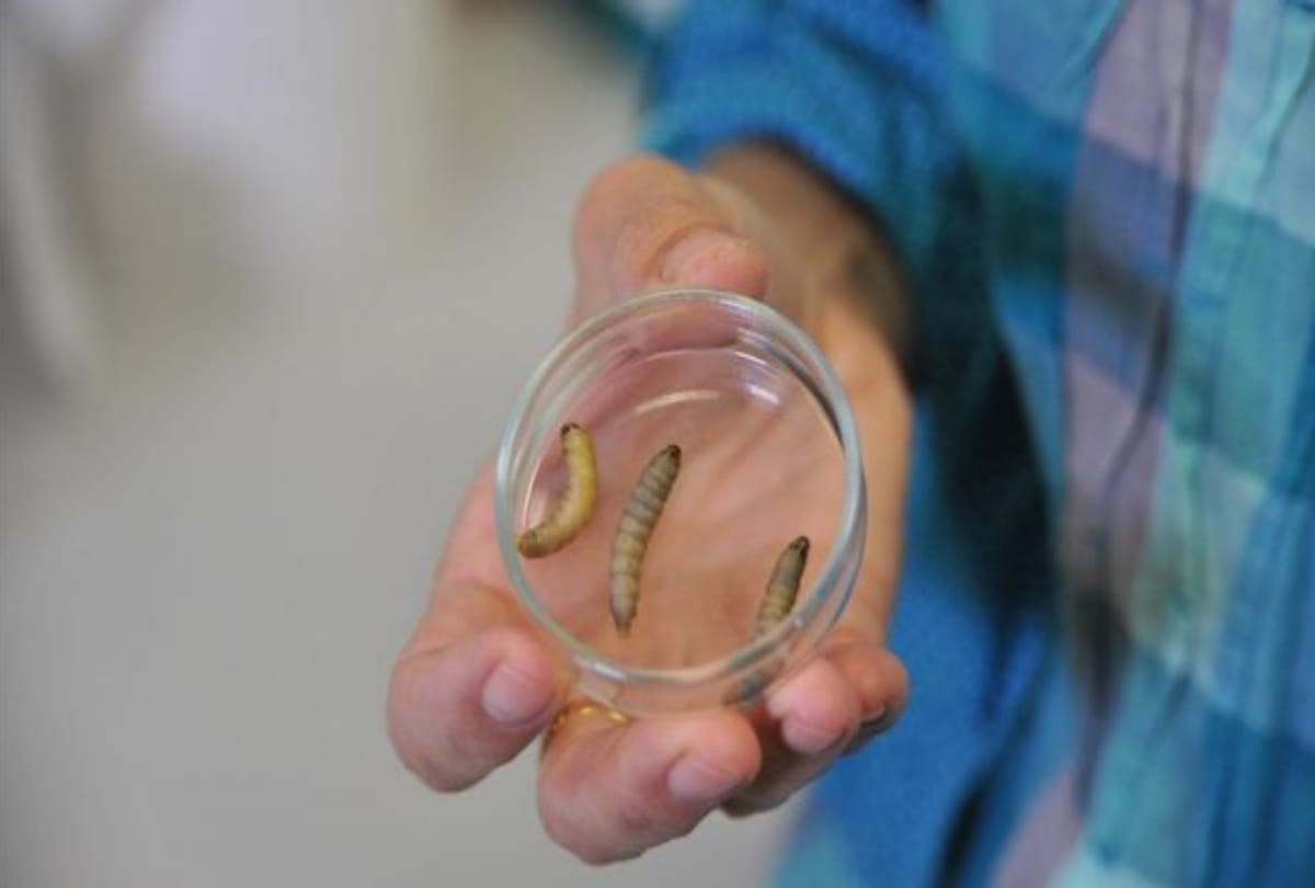 This worm can eat plastic waste