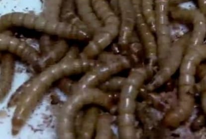 This worm can eat plastic waste