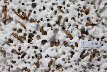 This worm can eat plastic waste