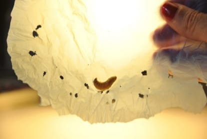 This worm can eat plastic waste