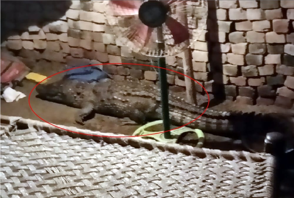 Crocodile Rescued on Motorcycle from house in haridwar
