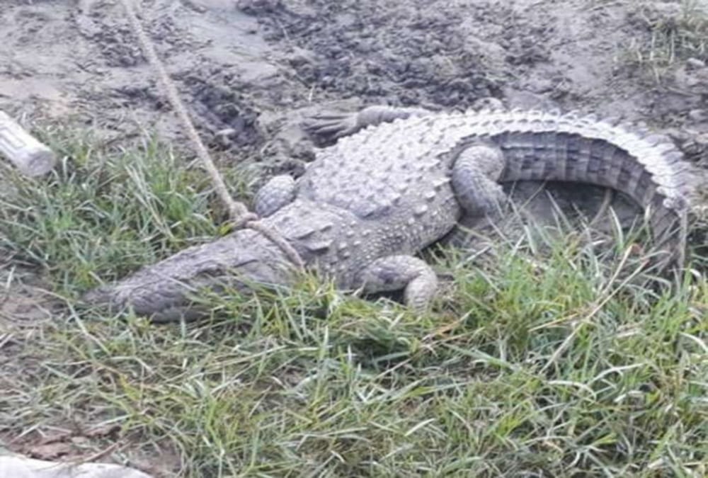 Crocodile Rescued on Motorcycle from house in haridwar