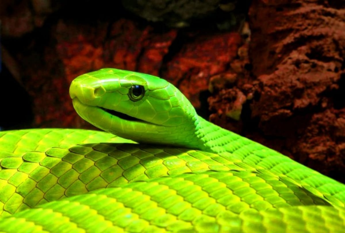 world most poisonous snake 'mamba' bit women who breeded it, police in search