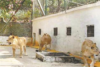 Renuka lion safari Sirmour Himachal Pradesh