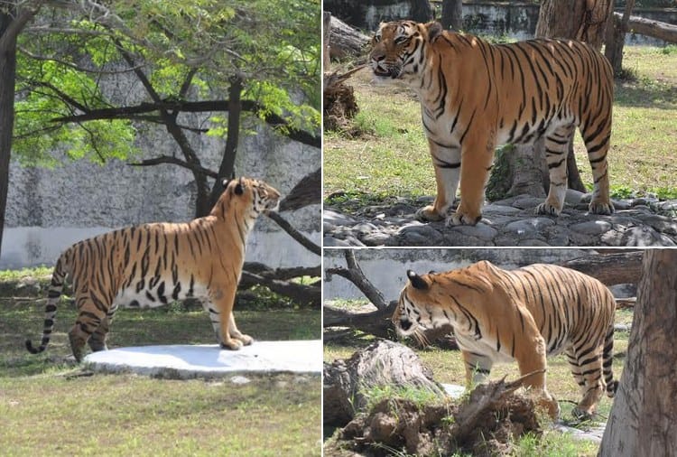 Unique Love Story of Tigers in Chhatbir Zoo Zirakpur
