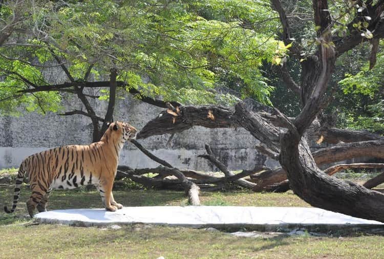 Unique Love Story of Tigers in Chhatbir Zoo Zirakpur