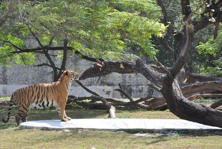 Unique Love Story of Tigers in Chhatbir Zoo Zirakpur