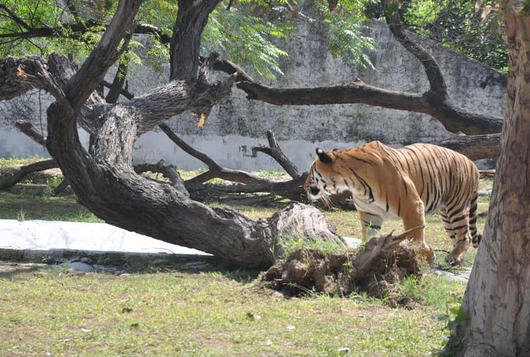 Unique Love Story of Tigers in Chhatbir Zoo Zirakpur