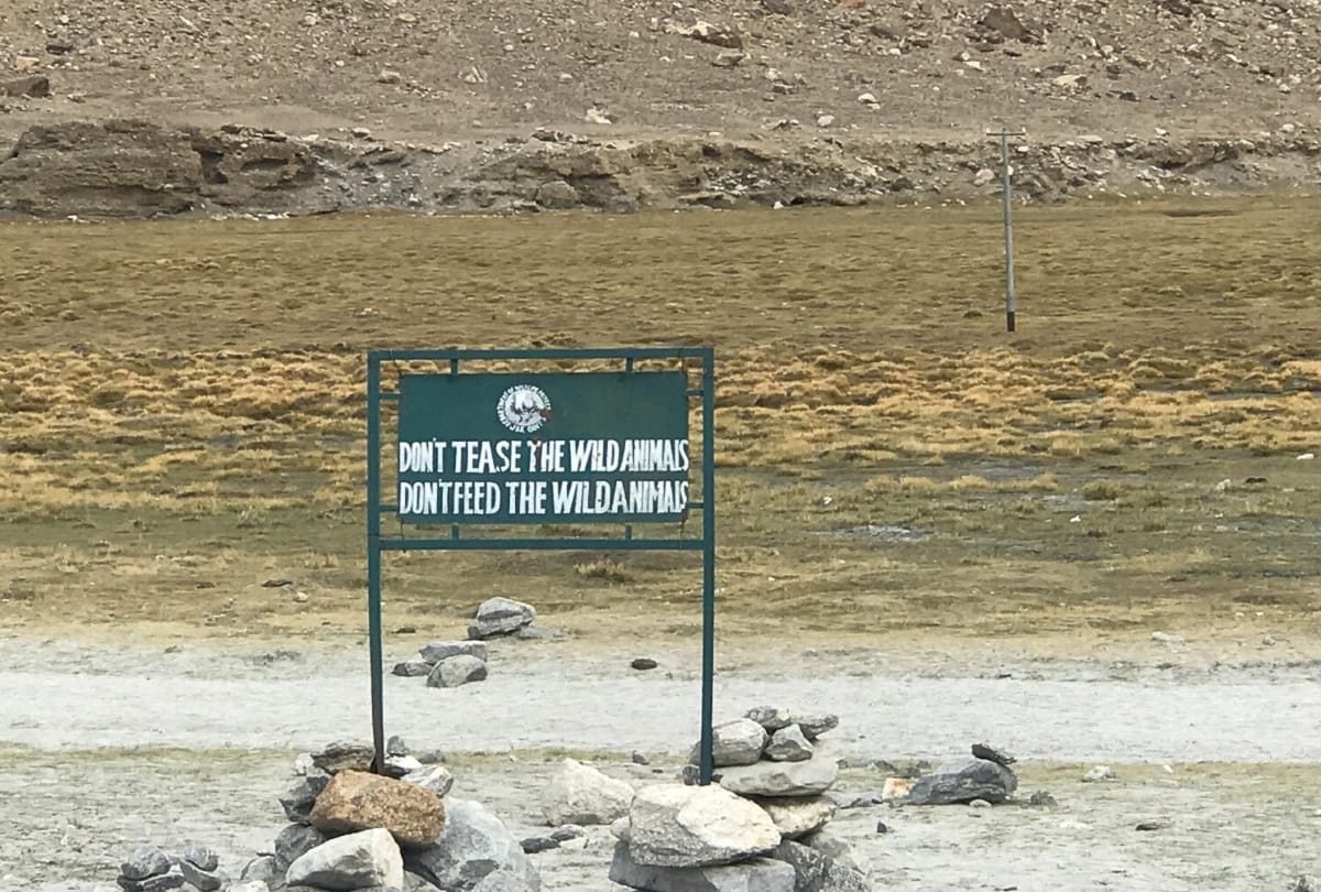 in ladakh showing kindness to animals is a crime, why so 