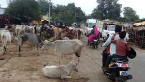 animal on road
