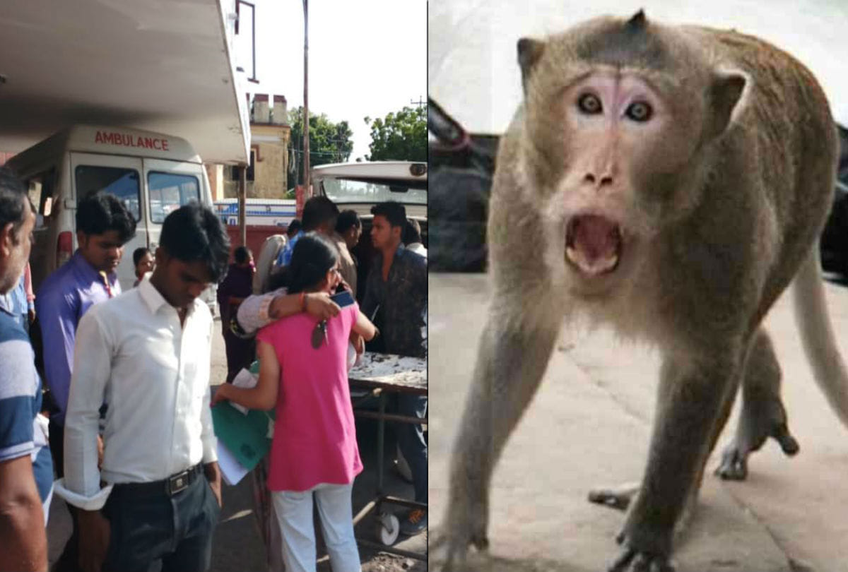 young man died after collided with monkeys bike in agra