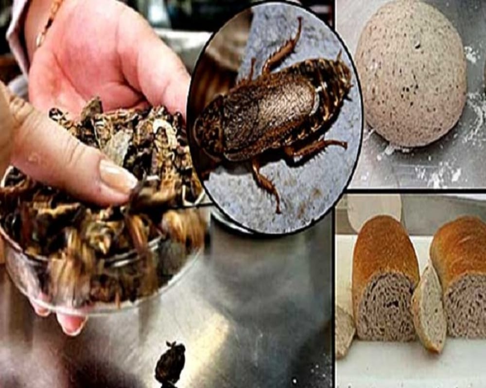 Scientists are making bread from dead cockroach flour rich in protein