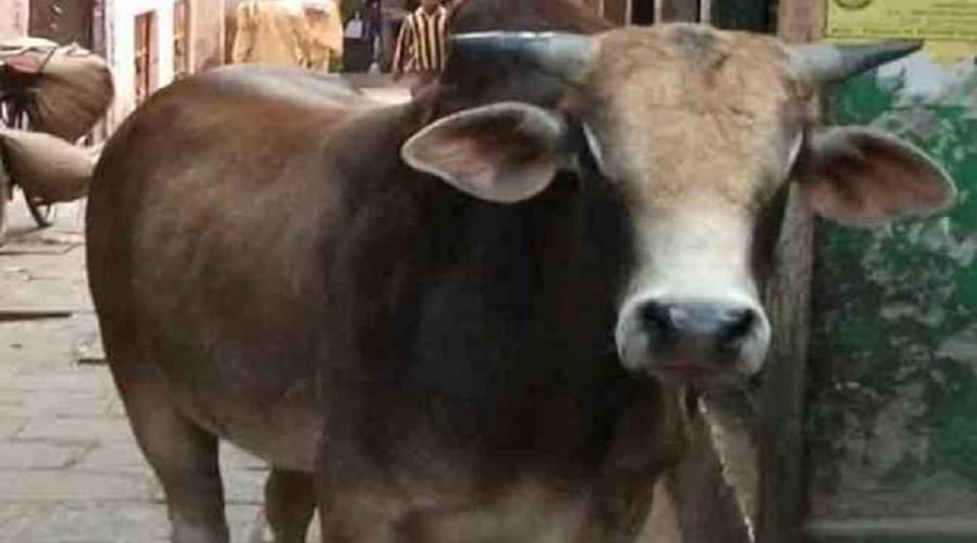 Bull killed a young man in Meerut