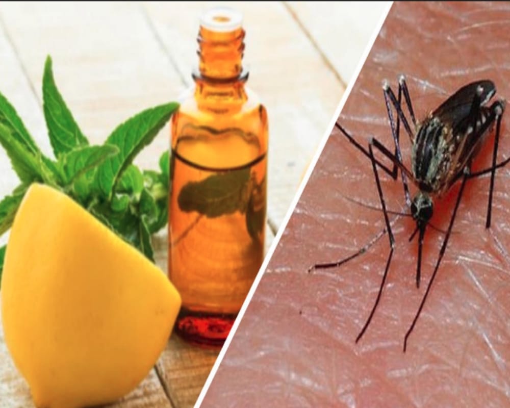 make these easy home made mosquito repellent to fight dengue