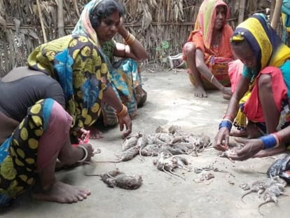 Musahars eating rats and fights with starvation in Uttar Pradesh