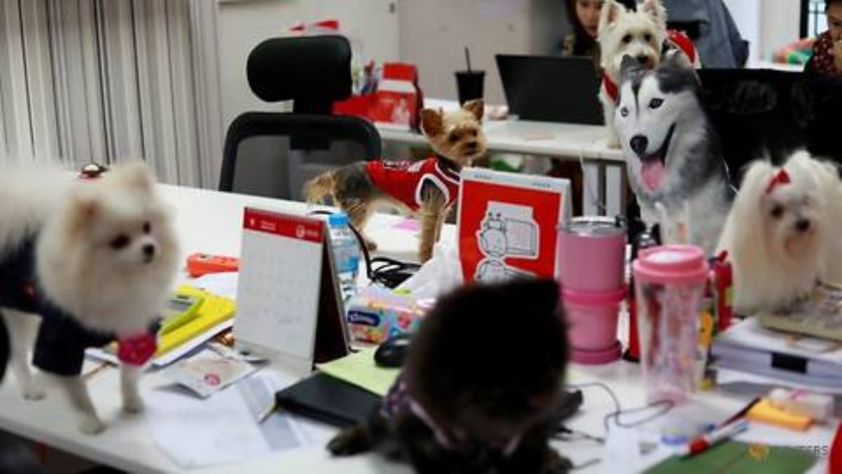 Bosses take pets with them in office to work stress free