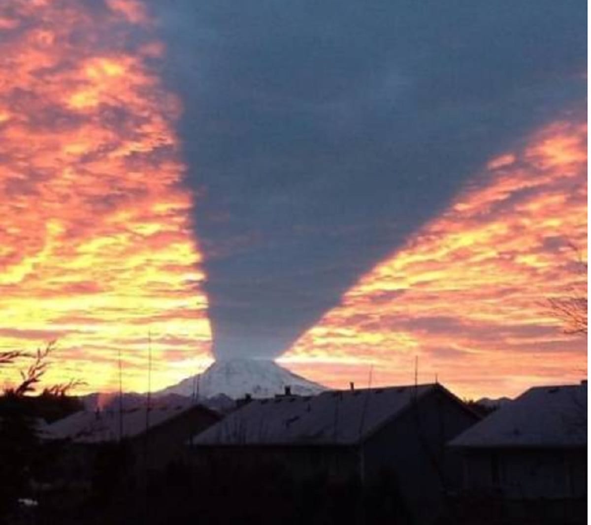 See funny photos of Shadow trending on Social media and whatsapp