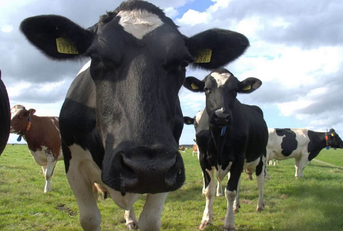 These are the world's most expensive animals